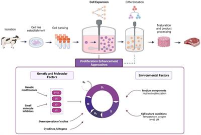 Challenges and opportunities in cell expansion for cultivated meat